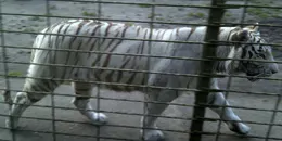 Un Tigre blan au Zoo de LaTeste